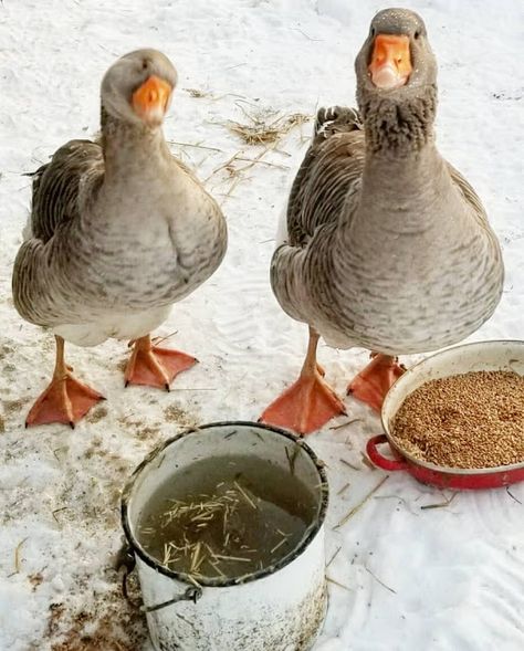 What Do Backyard Geese Eat? - Fresh Eggs Daily® Backyard Geese, Geese House, Quack Shack, Raising Geese, Sebastopol Geese, Geese Breeds, Farm Dream, Goose House, Duck Stuff