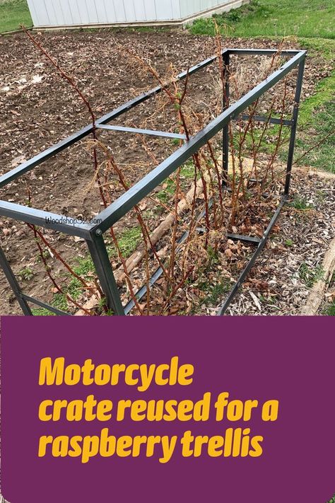 DIY raspberry trellis idea Raspberry Trellis Ideas, Raspberry Trellis, Raspberry Patch, Simple Trellis, Trellis Diy, Raspberry Plants, Diy Garden Trellis, Garden Boxes Raised, Crate Diy