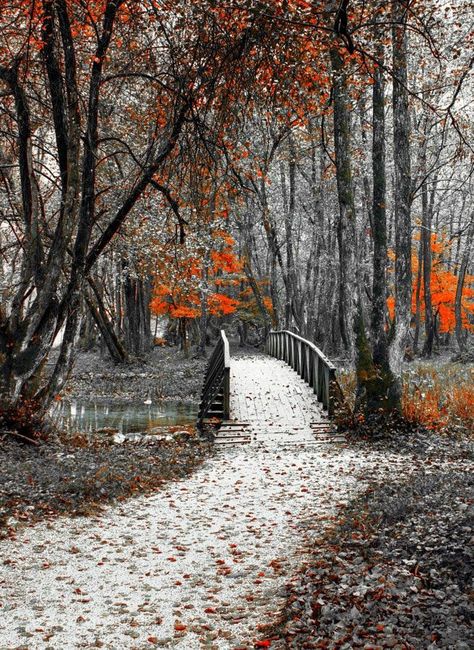 Beauty Of Nature🍀🐞🌲 on Twitter: "Happy weekend my friends. #Nature #NaturePhotography… " Autumn Scenery, Winter Scenery, Fall Pictures, Beautiful Nature Wallpaper, A Bridge, Winter Scenes, Nature Wallpaper, Beautiful Photography, In The Woods