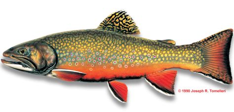 Trout Tattoo, Fly Fishing Tattoo, Trout Painting, Fish Wood Carving, Trout Art, Steelhead Trout, Rare Fish, Felt Fish, Brook Trout