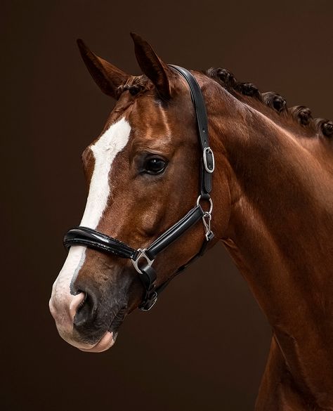 Horse Portrait Photography, Horse Portrait Painting, Hyperrealism Paintings, Warmblood Horses, Equine Portraits, Horse Dressage, Horse Portrait, Chestnut Horse, Horse Drawing