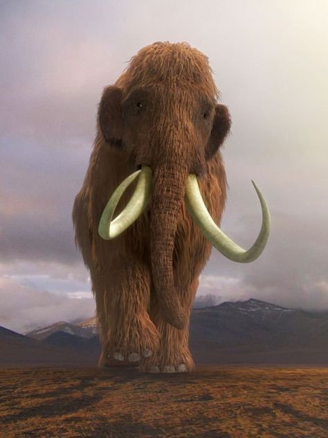 Scientists considering creating elephant-mammoth hybrid to battle against poachers - Mirror Online Elephant Wallpaper, Prehistoric Wildlife, Woolly Mammoth, Prehistoric World, 8bit Art, Elephant Drawing, Wooly Mammoth, Ancient Animals, Animal Print Wallpaper