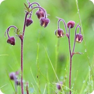 Water Avens	(Geum rivale) Water Avens, Geum Rivale, British Plants, Sustainable Nursery, Scottish Pattern, Nordic Forest, Wildflower Nursery, Wildflower Meadow, Crystal Snowflakes