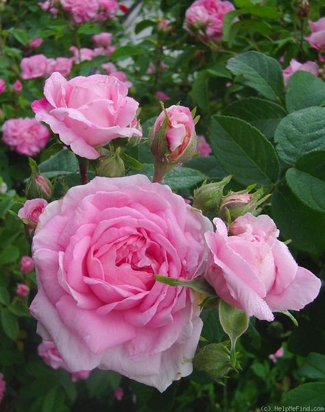 Rose Ispahan. also known as'Pompon des Princes' A clear half open Damask rose from 13th century Iran. Has a strong damask fragrance. Heritage Rose, Fragrant Roses, Pink Damask, Rose Photo, Damask Rose, Pink Garden, David Austin, Rose Photos, Pretty Roses