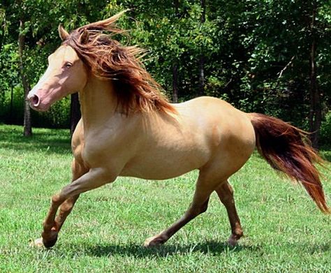 Amber champagne Missouri Fox Trotter stallion Pride's Traveling John John. Amber Champagne Horse, Rare Horse Colors, Unusual Horse, Equine Artwork, Horse Coat Colors, Rare Horses, Tennessee Walking Horse, Horse Coats, Horse Colors