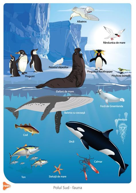 Ocean Food Web, Antarctica Activities, Polar Activities, Wild Animal Wallpaper, Environment Painting, Polar Animals, Animal Habitats, Arctic Animals, Animal Projects