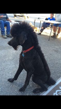 Poodle With Mohawk, Standard Poodle Mohawk, Mohawk Dog Haircut, Poodle Haircut Styles Mohawk, Dog Mohawk Haircut, Doodle Mullet Haircut, Poodle Mohawk Dog Grooming, Goldendoodle Mohawk, Male Standard Poodle Haircut Styles