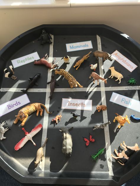 Science Area Eyfs Ideas, Animal Sorting Activities, Animal Topic Eyfs, Science Eyfs Area, Year 1 Science, Tuff Tray Inspiration, Animals Including Humans Ks1 Display, Kindergarten Science Animals, Science Eyfs Activities