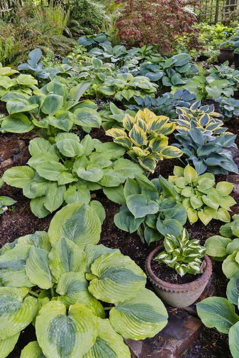 Hosta Border, Garden Zone 8, Corner Patio, Moss Roses, Balcony Inspiration, Shade Landscaping, Witches Cottage, Arbor Trellis, Florida Garden