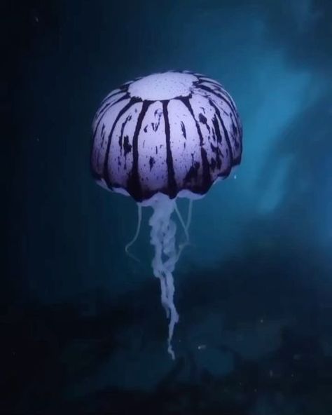 Ocean Lovers on Instagram: "1: Purple striped jellyfish 2: Crystal jellyfish By 🎥 @underwaterpat Follow @oceandotcom for more Tag someone that should see this!👇 #oceandotcom . . #oceans #discoverocean #oceanphotography #oceanlovers #oceanlife #underwater #savetheocean #underwaterlife #seaworld #oceanworld #scuba #underwaterphoto #seacreatures #uwphotography #sealife #uw #deepbluesea #underwaterworld #oceanlover #underwaterphotography #scubalife #deepblue #oceanlove" Purple Striped Jellyfish, Australian Jellyfish, Compass Jellyfish, Spotted Jellyfish, Jellyfish Species, Lion's Mane Jellyfish, Purple Jellyfish, Butterfly Swimming, Princess Jellyfish