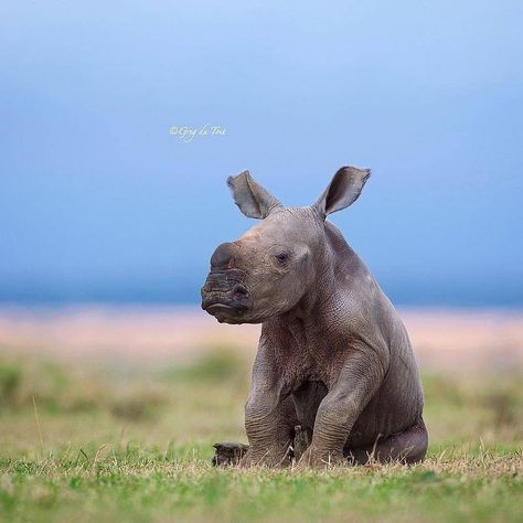 Rhino Love on Instagram: “Sometimes you just need to sit and reflect! 📸:@gregdutoit Credited by : @ausrhinoproject . . . #rhino #rhinolove #rhinos #rhinosofinstagram…” Northern White Rhino, Mammal Photography, Rhino Cartoon, Rhinoceros Art, Rhino Baby, Zoo Book, Save The Rhino, Baby Rhino, Wild Animals Pictures