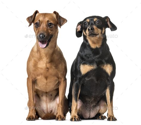 Two Miniature Pinschers sitting together, dogs, isolated on white by Lifeonwhite. Two Miniature Pinschers sitting together, dogs, isolated #AD #sitting, #Pinschers, #Miniature, #dogs Dogs Sitting, Sitting Together, Street Dogs, Miniature Dogs, Miniature Pinscher, Pitbull Mix, Two Dogs, Chihuahua Dogs, Terrier Mix