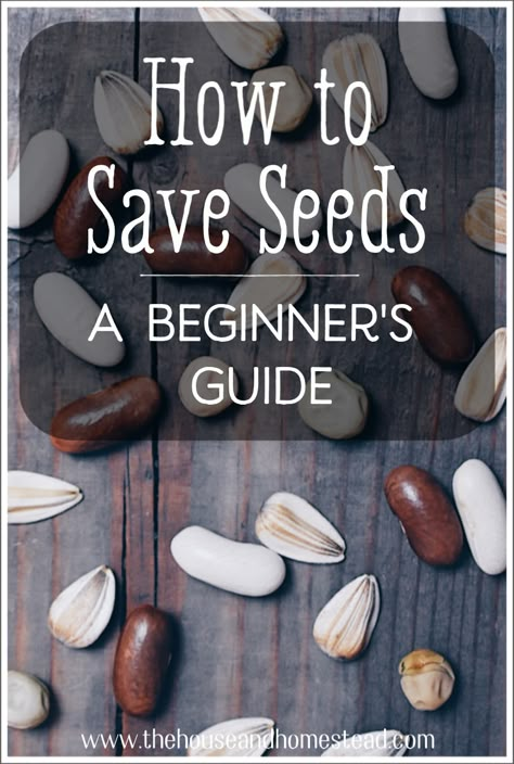 How to Save Seeds: Seed Saving for Beginners Homestead Mood Board, Saving Seeds From Vegetables, Farming Hacks, Seed Collecting, How To Save Seeds, Plantarea Legumelor, Save Seeds, Saving Seeds, Garden Cactus