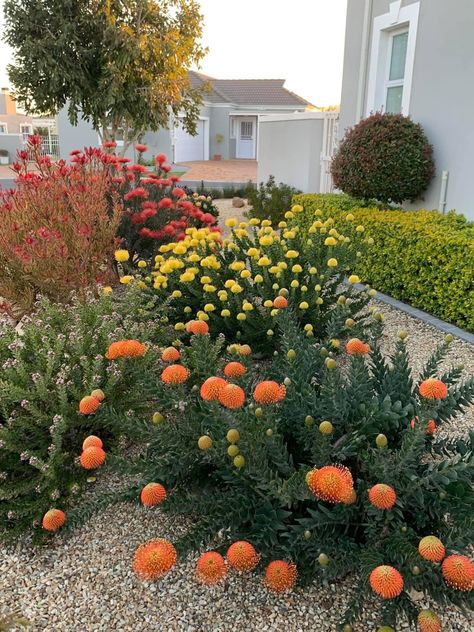 South African Succulent Garden, South African Gardens Ideas, Coastal Gardens South Africa, South Australian Native Garden, Waterwise Garden Ideas South Africa, Western Cape Garden Ideas, Fynbos Garden Landscaping, Indigenous South African Gardens, Fynbos Garden Landscaping South Africa