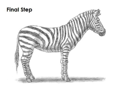 Zebra Drawing Final Zebra Drawing, Animal Tutorial, Drawing Instructions, Pencil Drawings For Beginners, Human Figure Sketches, Classroom Art Projects, Figure Sketching, Animal Sketches, Sketches Easy