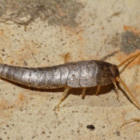 You don't want these pests to linger. Get Rid Of Silverfish, Paint Smell, Add A Bathroom, Glue Traps, Natural Repellent, Household Pests, Cedar Oil, Cleaning Gutters, Natural Garden