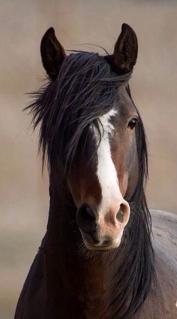 Animal Captions, Animal Reiki, Most Beautiful Horses, Horse Face, Horse Drawings, All The Pretty Horses, Baby Animals Funny, Cute Horses, Horse Photos