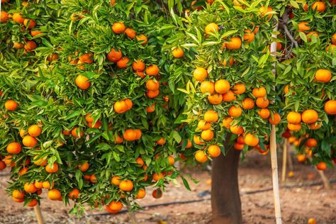 Clementine Tree, Murphy Bar, Slate Patio, Brick Edging, Orange Christmas, Fruit Peel, This Old House, Magical Garden, Orange Tree