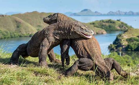 Dinosaur Facts For Kids, Giant Pig, Dragon Facts, Large Lizards, Komodo National Park, Komodo Island, Puerto Princesa, Komodo Dragon, Jimbaran