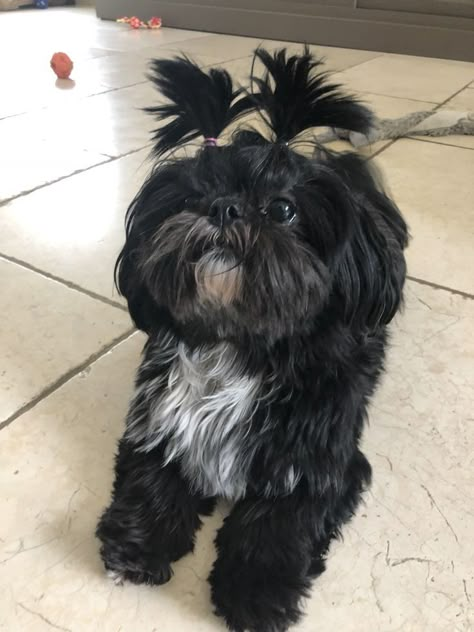 Black Shitzu Haircuts, Black Shih Tzu Puppy, Black Shitzu, Shitzu Poodle Mix, Shorkie Dogs, Shitzu Poodle, Black Shih Tzu, Perro Shih Tzu, Shitzu Dogs