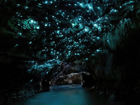 Bioluminescent Cave, Caves Aesthetic, Sewer City, Glowworm Caves New Zealand, Radiant Citadel, Waitomo Glowworm Caves, Magic Places Fantasy Dreams, Glowworm Caves, Waitomo Caves