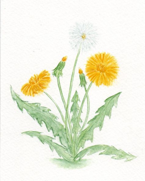 12 Watercolor Dandelions to Inspire Your Next Painting Check more at https://allthenews.website/12-watercolor-dandelions-to-inspire-your-next-painting/ Dandilion Art, Dandelion Paintings, Leaf Drawing Easy, Watercolor Dandelion, Dandelion Drawing, Simple Drawing Ideas, Beautiful Dawn, Dandelion Painting, Dandelion Art