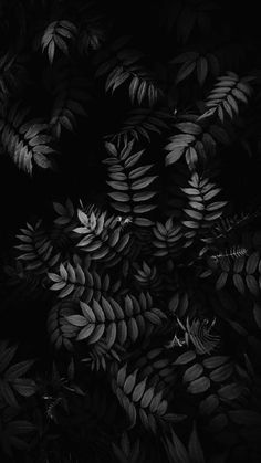 Bts Lockscreen Wallpapers, Wallpapper Iphone, Ed Wallpaper, Flowers Black Background, Black Background Photography, Black Phone Wallpaper, Iphone Black, Wallpaper Tumblr, Black And White Background