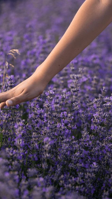 Discover the Benefits of Lavender Oil for a Restful Sleep by Loving Essential Oils Benefits Of Lavender Oil, Lavender Essential Oil Uses, Linen Spray Essential Oils, Benefits Of Lavender, Lavender Benefits, Oils For Sleep, Healthy Sleep Habits, Essential Oil Spray, Essential Oils Bath