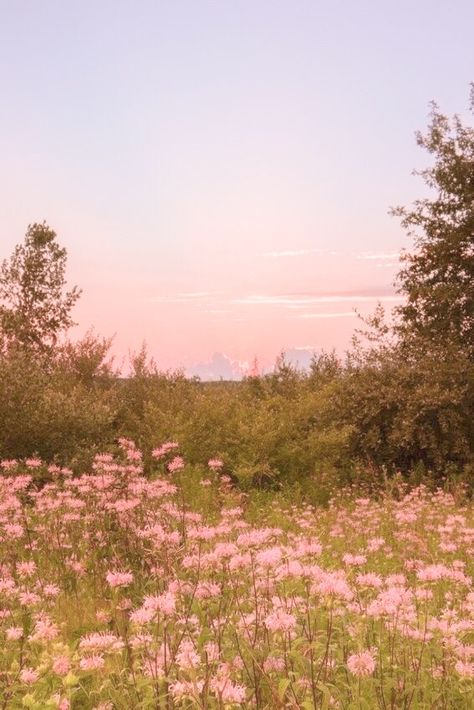 Pink Wildflowers Aesthetic, Flower Field Lockscreen, Pink Flower Field Painting, Spring Flower Field Aesthetic, Pink Field Aesthetic, Flower Garden Astethic, Pink Farm Aesthetic, Pink Flower Field Wallpaper, Light Pink Spring Wallpaper