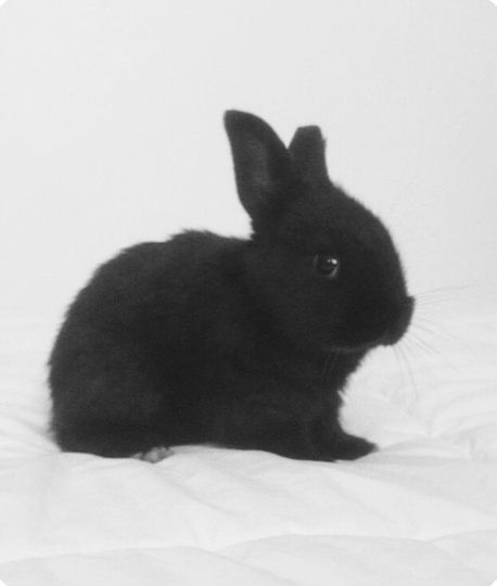 Black Rabbit, Baby Bunny, Animals Pets, Bunny Rabbit, Cute Animals, Animals, Black