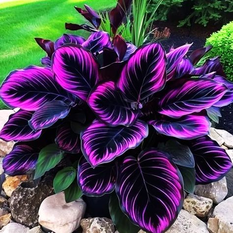 Colorful Plants Indoor, Outdoor Potted Flowers, Big House Plants, Potted Plants Patio, Flower Indoor, Purple Tips, Calathea Plant, Purple Plants, Spring City