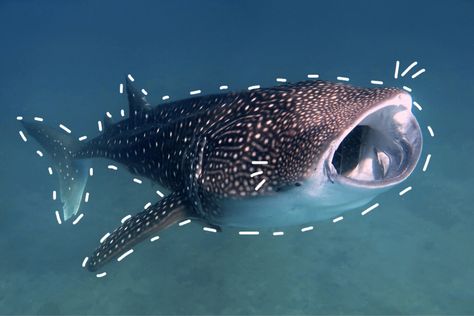 Ocean Animals Pictures, Whale Shark Facts, Oceanography Marine Biology, Greenland Shark, Shark Facts, Aquatic Creatures, Scrapbook Pictures, Whale Sharks, Cute Laptop Wallpaper