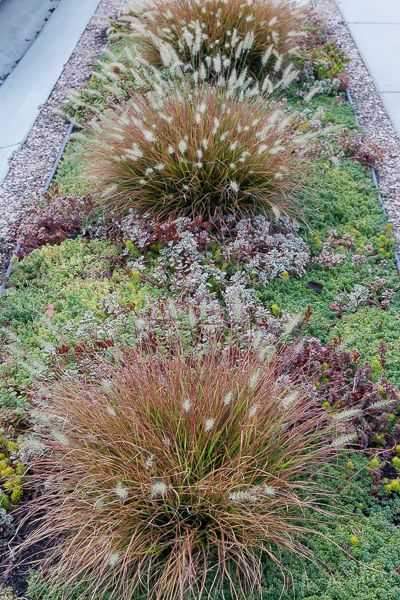 Median Garden Ideas, Boulevard Garden Ideas, City Sidewalk Landscaping, Hellstrip Landscaping Drought Tolerant, Parking Strip Ideas Drought Tolerant, Sidewalk Strip Landscaping, Boulevard Planting, Park Strip Landscaping Ideas, Hell Strip Landscaping