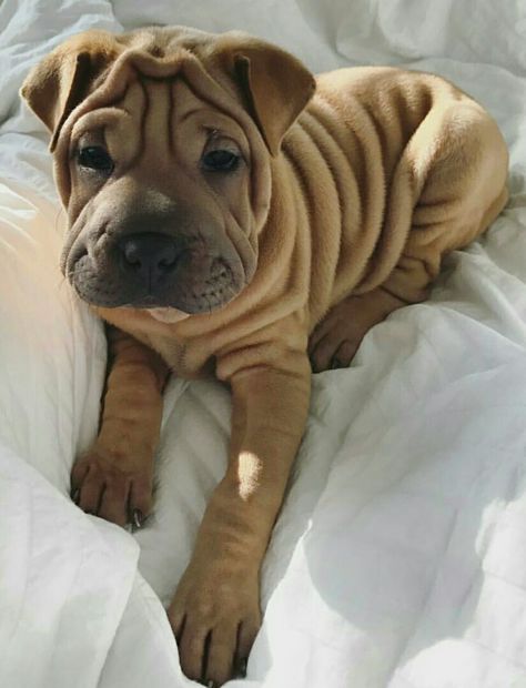 Wrinkly Puppies, Rolly Polly, Wrinkly Dog, Shar Pei Puppies, Pedigree Dog, Shar Pei Dog, Pretty Dogs, Shar Pei, Puppies Funny