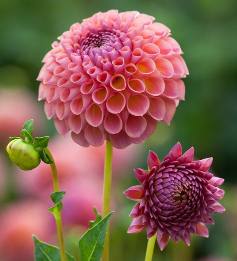 Dahlia Flower Arrangements, Terracotta Pink, Dahlia Garden, Sarah Raven, Long Vase, Growing Dahlias, Pink Dahlia, Planting Pot, Gladioli