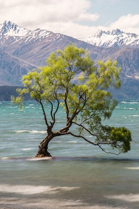 Wanaka Tree, Famous Trees, New Zealand Beach, Visit New Zealand, Tree Illustration, Beautiful Sunrise, Beautiful Sunset, Where To Go, Vancouver