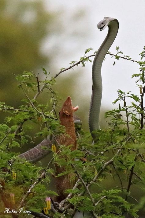 Snake And Mongoose, Black Mamba Snake, Mamba Snake, Elephant Shrew, Africa Wildlife, Amazing Animal Pictures, Kruger National Park, Wild Nature, Arte Animal