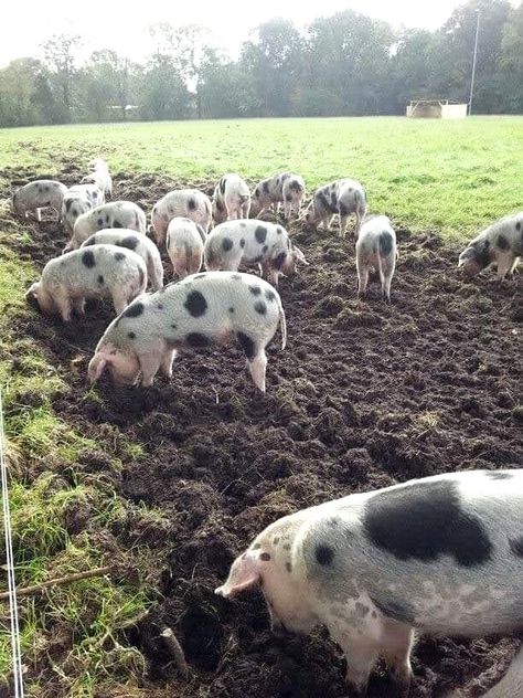 Nguni Cattle, Green And Black Background, Human Skeleton Anatomy, Pig Breeds, Raising Pigs, Big Pigs, Anatomy Bones, Pig Pen, Pig Pictures