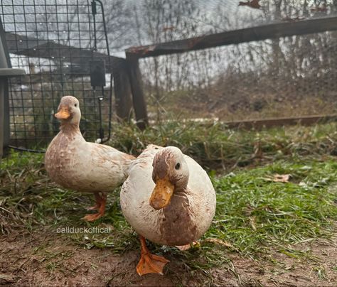 Call Ducks, Call Duck, Duck Pen, Duck Pens, Duck Cute, Duck Photo, Carmel Color, Funny Duck, Animal Pics