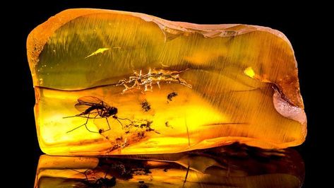 Amber | Podcast | Chemistry World Amber Wallpaper, Tree Sap, Michael Crichton, Amber Fossils, Baltic Amber Jewelry, Amber Crystal, Crushed Stone, Ancient Tree, History Channel