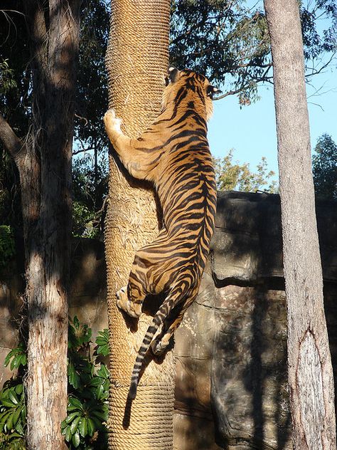 Climbing Tiger Tattoo, Tiger Climbing, Tiger Photography, Tiger Pictures, Wild Tiger, Wooden Walking Sticks, Jungle Cat, Cat Reference, Easy Tiger