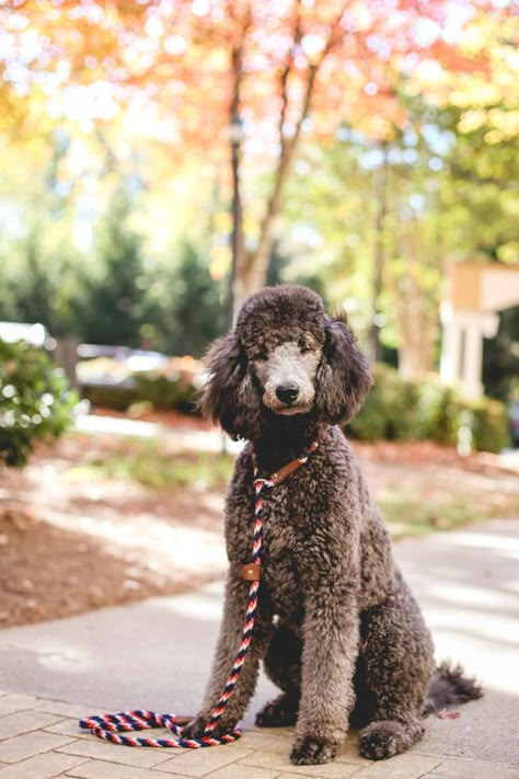 Poodle Cuts, Puppy Obedience Training, Positive Dog Training, Poodle Grooming, Dog Training Advice, Nature Wallpapers, Best Dog Training, Miniature Poodle, Poodle Puppy