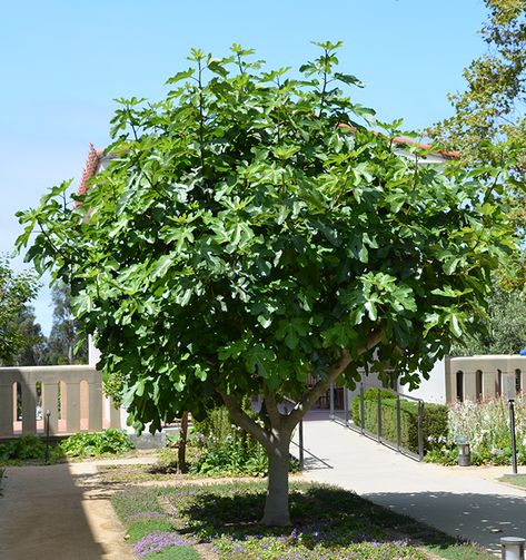 Ficus carica Ficus Carica, Fig Tree, Small Trees, Small Garden, Fruit Trees, Front Yard Landscaping, A Tree, Fig, Front Yard