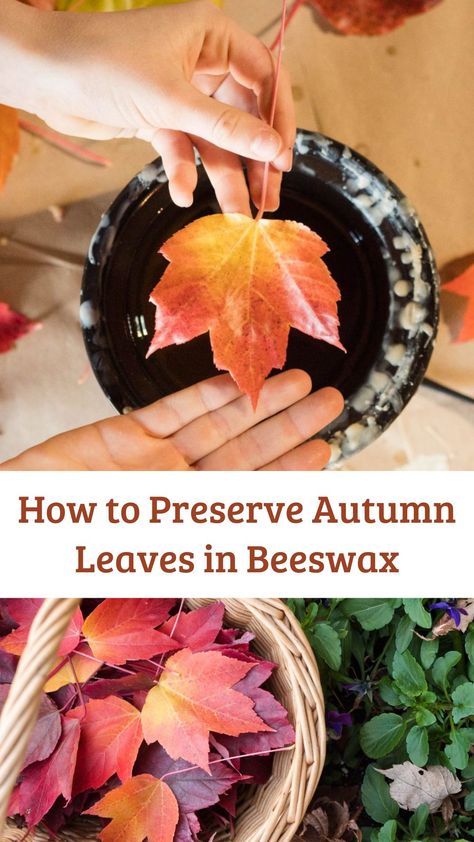 How To Preserve Leaves, Earth Friendly Crafts, Beeswax Recipes, Spring Produce, Leaf Crafts, Nature Table, Autumn Crafts, Fall Is Here, Seasonal Crafts