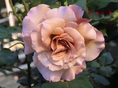 Julia Rose | All about Roses Julias Rose, Jude The Obscure, Julia Rose, Hybrid Tea Rose, Roses Book, Rose Care, Rose Varieties, Types Of Roses, Shrub Roses