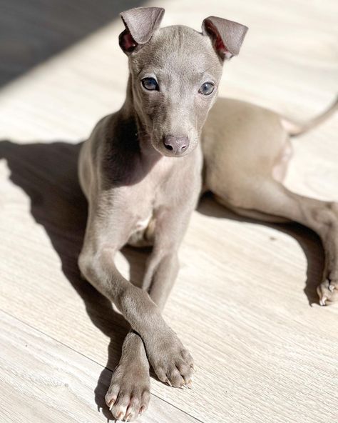 Italian Grey Hound, Cavoodle Dog, Italian Greyhound Dog, Cute Dogs Images, Whippet Dog, Grey Hound Dog, Italian Greyhound, Cute Dogs And Puppies