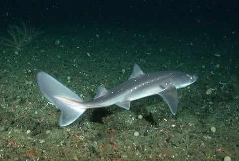 Spiny Dogfish, Dogfish Shark, Underwater Drawing, Shark Conservation, Shark Family, Online Quiz, Generate Leads, Ocean Conservation, Shark Week