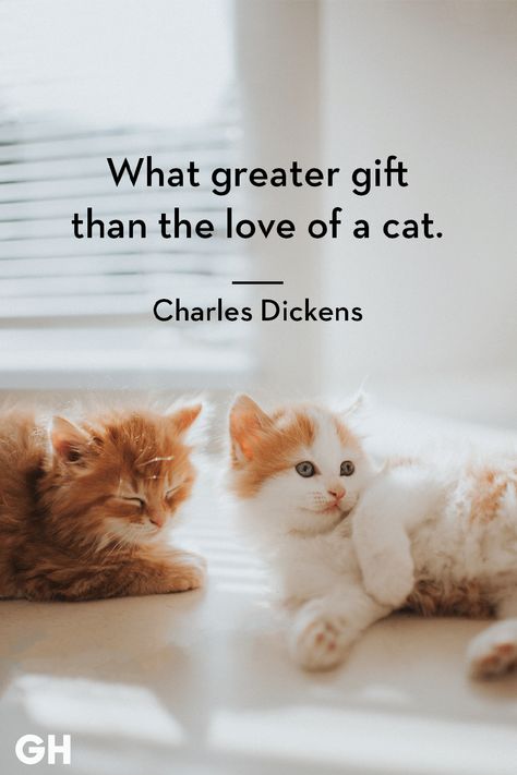 Quotes Loyalty, Terrence Loves You, Cute Animals With Funny Captions, Mom In Law, Cat And Dog Videos, Cat Purr, Cat Quotes Funny, Golden Doodle, Life Quotes Love