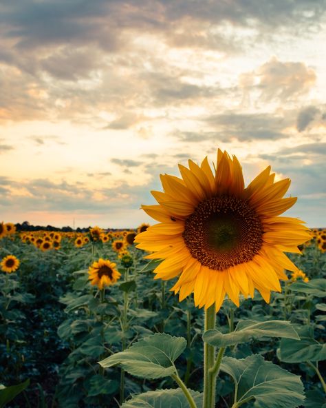 Field Images, Reflective Journaling, Sunflower Landscape, Sunflower Field Pictures, Sunflower Photoshoot, Field Pictures, Nature Images Hd, Growing Sunflowers, Sunflower Images