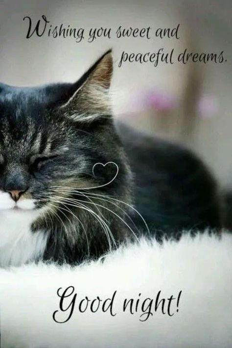 Cute Good Night Images, Cute Good Night Quotes, Romantic Good Night Image, Good Night Cat, Good Night Images Hd, Lovely Good Night, Good Night Love Quotes, Goodnight Quotes, Romantic Good Night